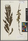 Foto von Salix purpurea L. x Salix viminalis L.